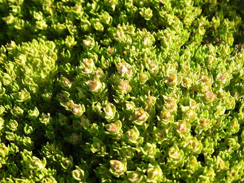 Camphor Thyme (Thymus camphoratus)