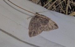 Catarhoe basochesiata