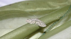 Eupithecia oxycedrata