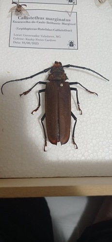 Orthomegas cinnamomeus