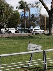 Pyrocephalus rubinus mexicanus