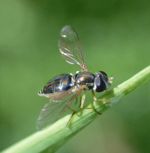 Unknown species found near Ring Mountain Open Space Preserve, Marin, California, United States