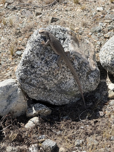 iNaturalist observation photo of Desert Iguana