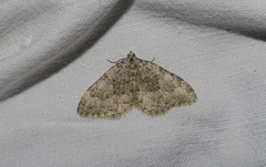 Coenotephria ablutaria