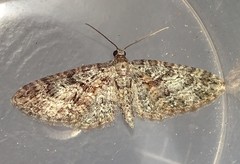 Eupithecia cocciferata