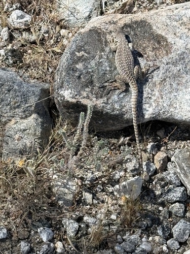 iNaturalist observation photo of Desert Iguana