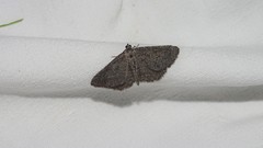 Rhoptria asperaria