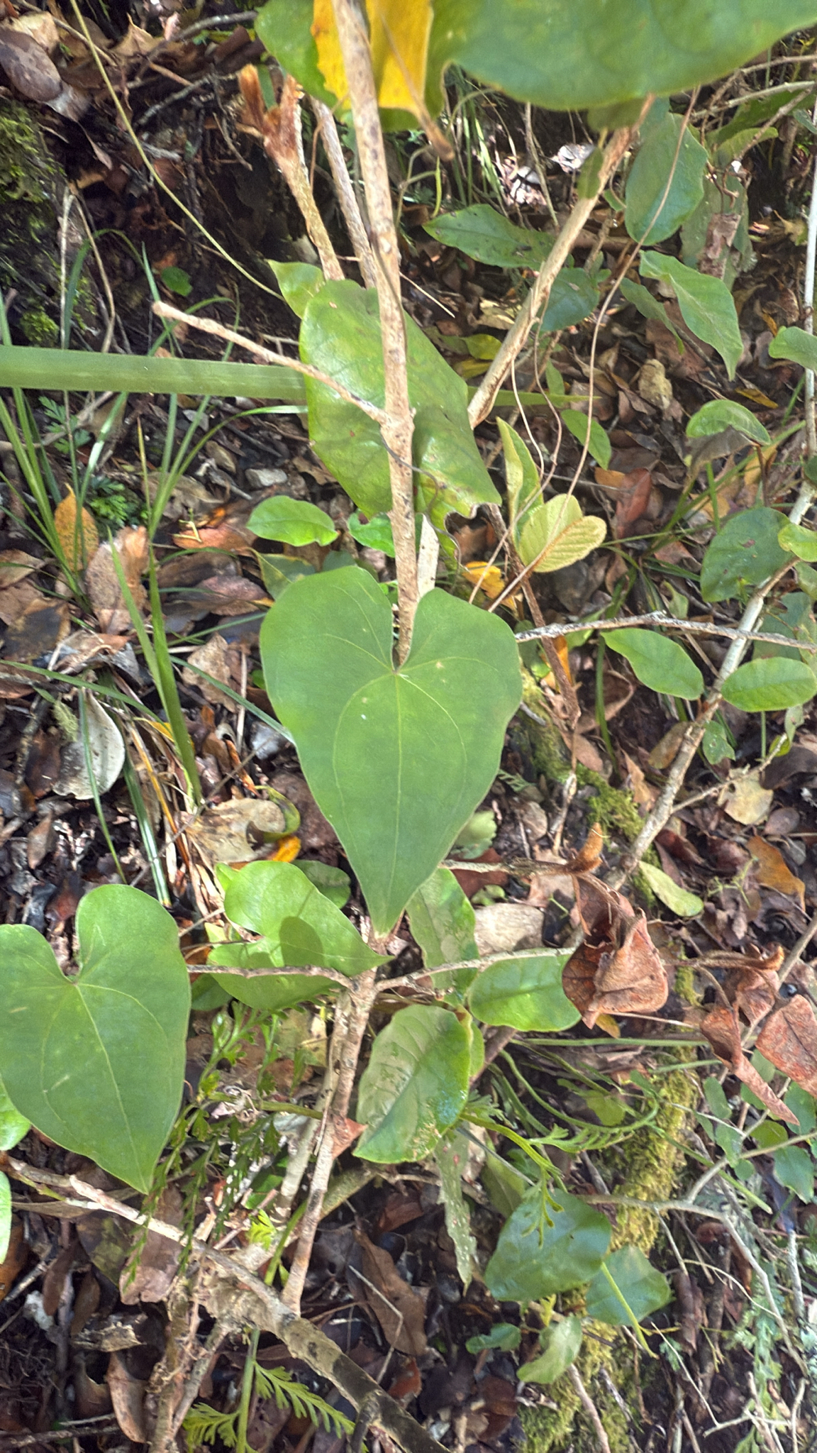 Imagem de Dioscorea sylvatica