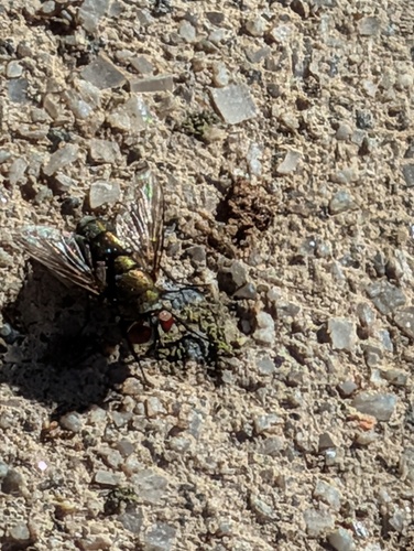 Unknown species found near Corona, CA, USA