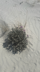 (c) Aspen Frisch, some rights reserved (CC BY) Abronia angustifolia, photograph (c) Aspen Frisch, some rights reserved (CC BY)