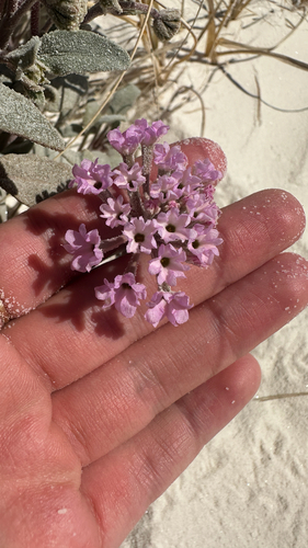 Abronia angustifolia, photograph 4