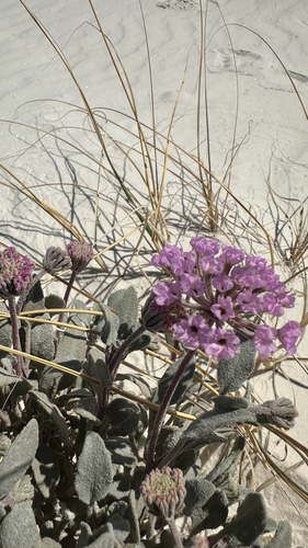 purple sand verbena (Abronia angustifolia)