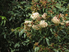Corymbia calophylla