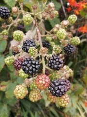 Rubus constrictus