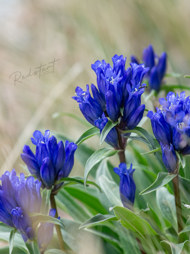 Siphon-flowered Gentian (Gentiana siphonantha)