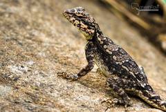 Psammophilus dorsalis