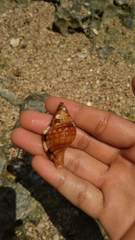 Monoplex pilearis