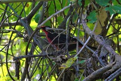 Rhodinocichla rosea
