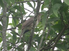 Turdus ignobilis debilis