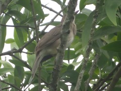 Turdus ignobilis debilis