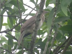 Turdus ignobilis debilis
