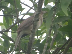 Turdus ignobilis debilis