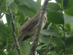 Turdus ignobilis debilis