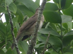 Turdus ignobilis debilis