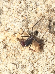 Cataglyphis savignyi