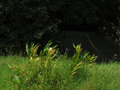 Hedychium flavescens