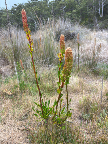 Lawrencia spicata observed 2026-03-23
