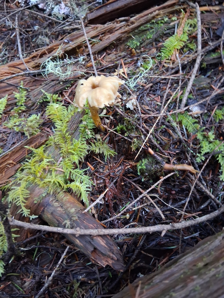 Craterellus tubaeformis · March 2026 · photo: © mrs_mushi (iNaturalist, cc-by)