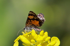Annaphila astrologa