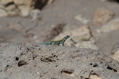 Liolaemus archeforus