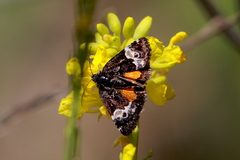 Annaphila astrologa