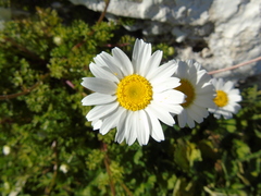 Anthemis chia