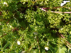 Anthemis chia