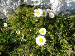 Anthemis chia