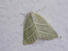 Synchlora bistriaria
