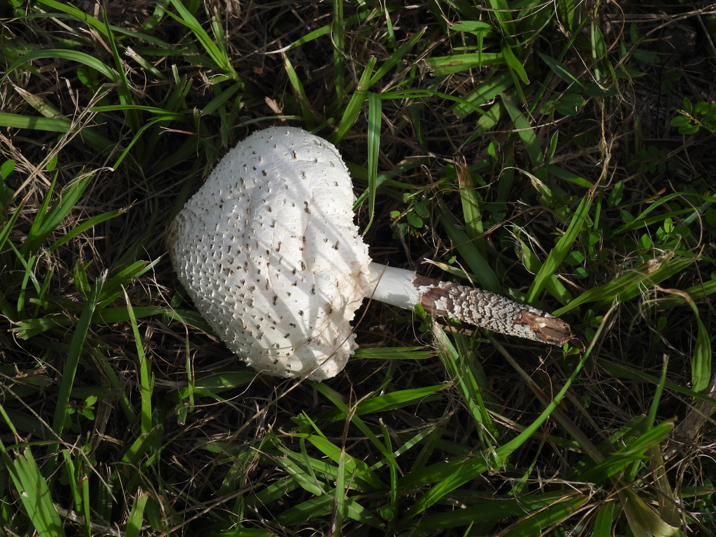 Macrolepiota dolichaula · March 2026 · photo: © hatwise (iNaturalist, cc-by)