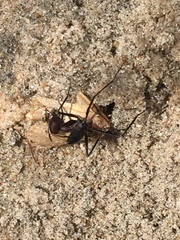 Cataglyphis savignyi