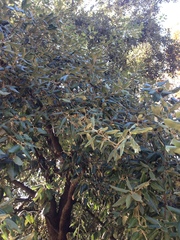 Quercus ilex