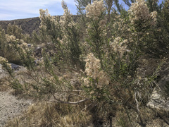 Ericameria paniculata