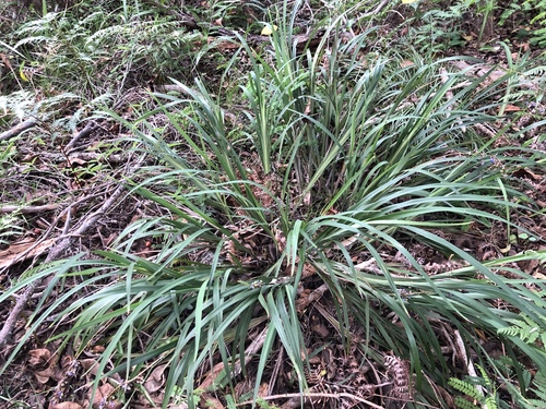 Dianella caerulea