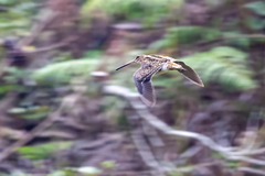 Madagascar Snipe photo 4