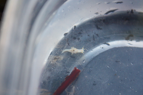 Ancula pacifica