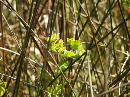 Hairy Spurge (Euphorbia hirsuta)