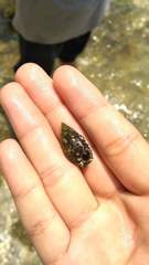 Mitridae