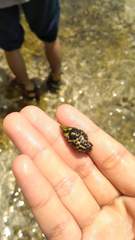 Mitridae