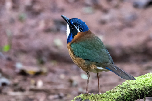 iNaturalist image